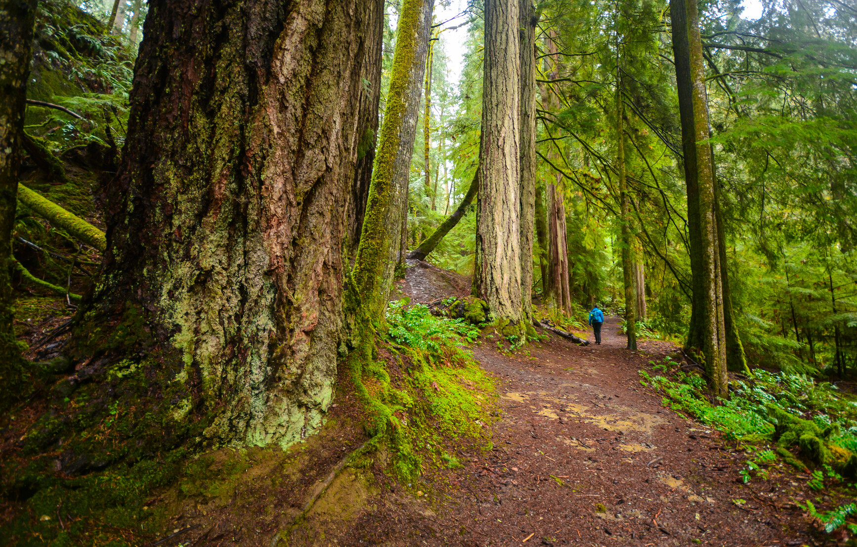 Elk Falls Park - Spectacular waterfalls and hiking trails - Image 1